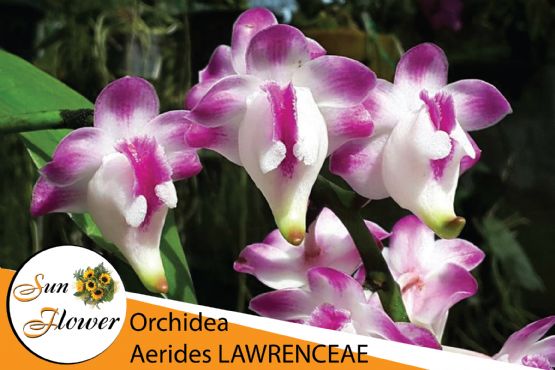 Lule Orchidea Aerides LAWRENCEAE nga SUN FLOWER ALBANIA